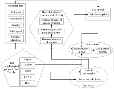 Optimizing daylily (Hemerocallis citrina Baroni) cultivation: integrating physiological modeling and planting patterns for enhanced yield and resource efficiency